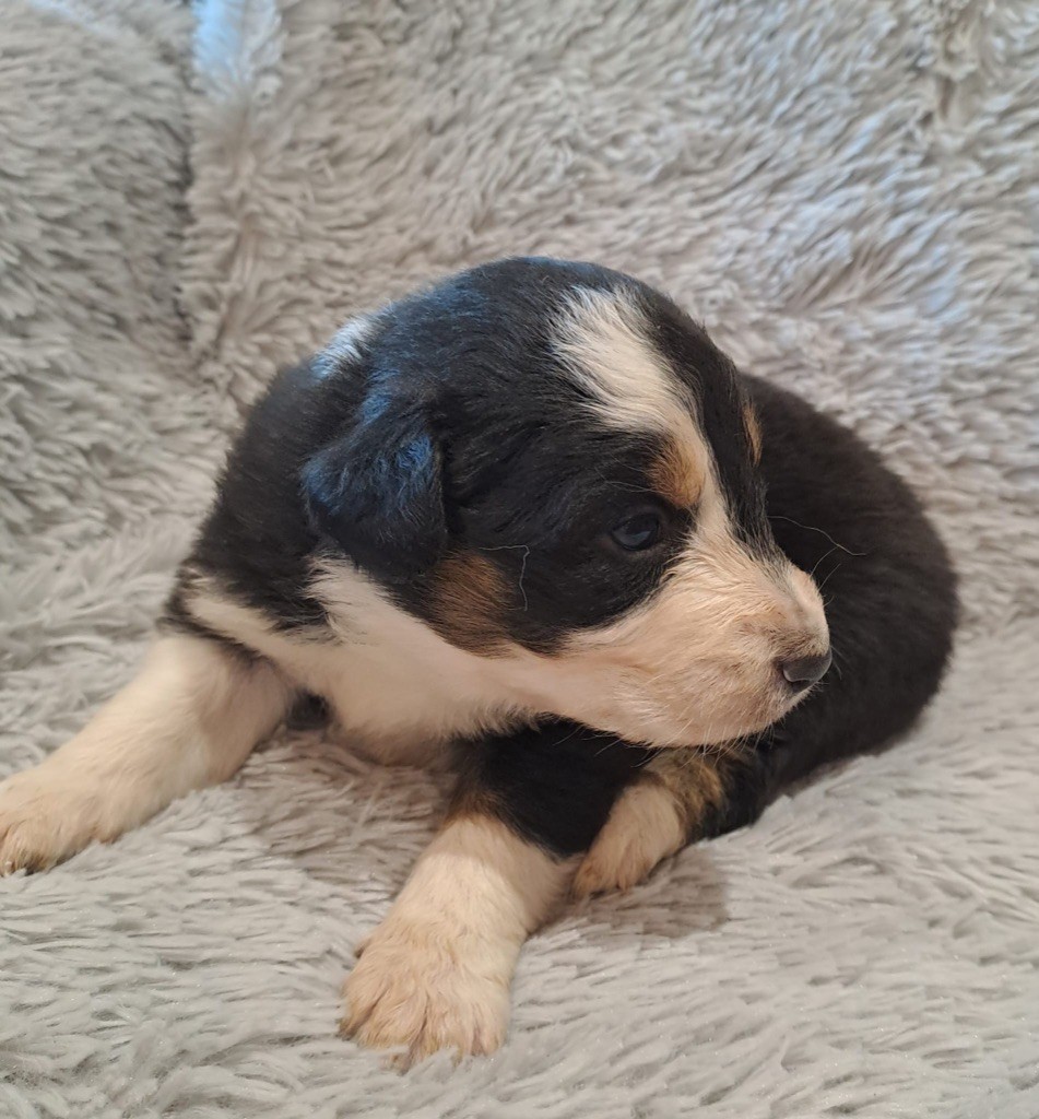 De La Pierre Du B'Ressieux - Chiots disponibles - Berger Australien
