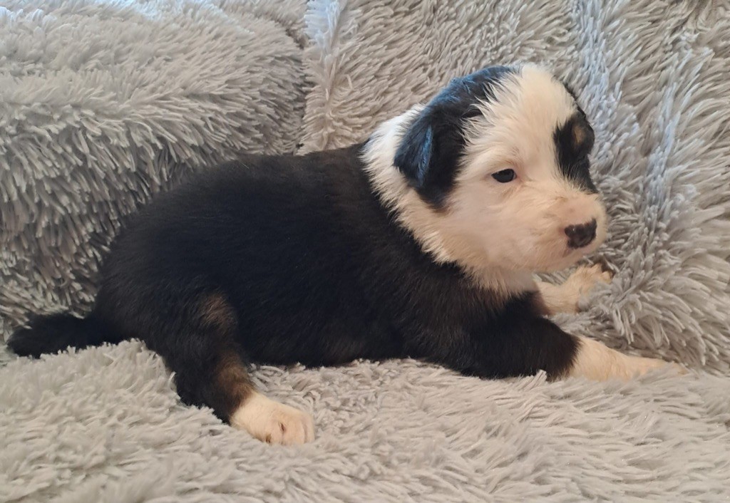 De La Pierre Du B'Ressieux - Chiots disponibles - Berger Australien