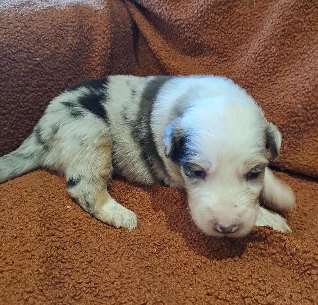 De La Pierre Du B'Ressieux - Chiots disponibles - Berger Australien