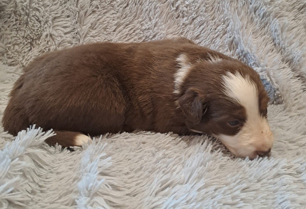 De La Pierre Du B'Ressieux - Chiots disponibles - Berger Australien